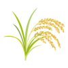 Clip art of ear of rice in autumn.